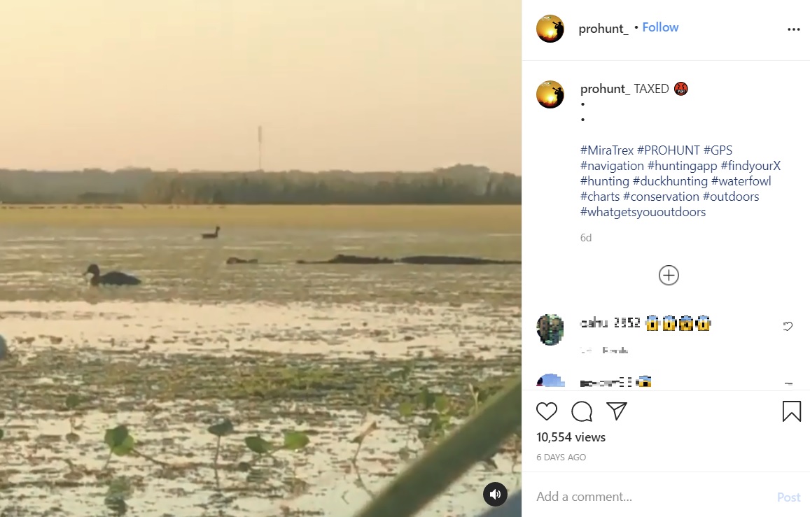 ハンターに撃たれたカモを横取りに行くワニ（画像は『PRO HUNT　2020年11月25日付Instagram「TAXED」』のスクリーンショット）