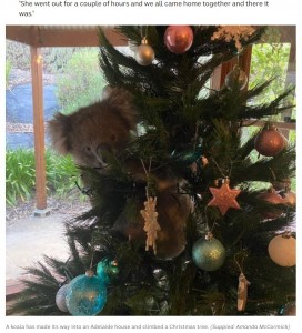 コアラも途中で「フェイクの木」と気づいたもよう（画像は『ABC News　2020年12月3日付「Adelaide family returns home to find koala perched on Christmas tree in lounge room」（Supplied: Amanda McCormick）』のスクリーンショット）