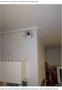 信じ難いサイズにまで成長したシャーロット（画像は『UNILAD　2020年11月27日付「Man Lets Giant Huntsman Spider Live In His Home For A Year」（JAKE GRAY）』のスクリーンショット）