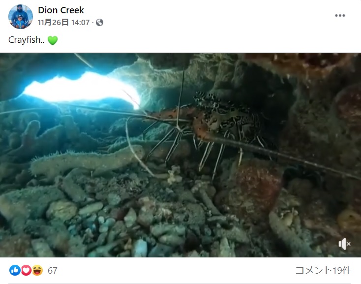 岩の下にいるロブスターを捕まえていたディオンさん（画像は『Dion Creek　2020年11月26日付Facebook「Crayfish」』のスクリーンショット）