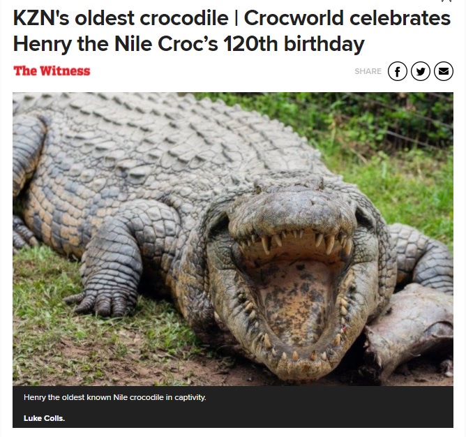 穏やかな老後を過ごしている“ヘンリー”（画像は『News24　2020年12月17日「KZN’s oldest crocodile | Crocworld celebrates Henry the Nile Croc’s 120th birthday」』のスクリーンショット）