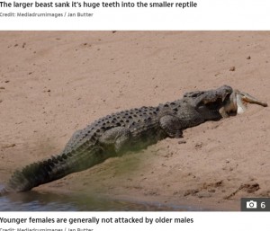 決して小さくはない若いワニに噛みつく巨大ワニ（画像は『The Sun　2020年12月21日付「CROC EAT CROC WORLD Incredible moment 13ft half-ton CANNIBAL crocodile EATS a youngster in South Africa」（Credit: Mediadrumimages / Jan Butter）』のスクリーンショット）