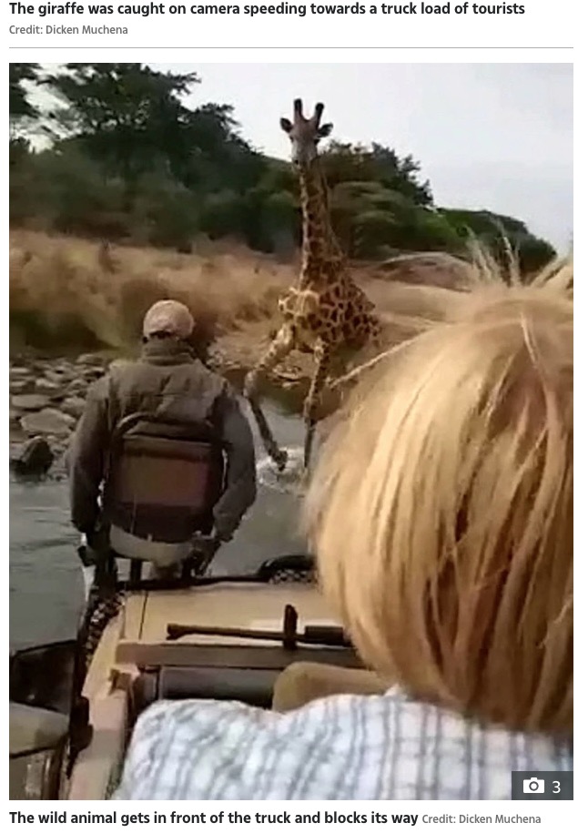 キリンの迫力に観光客も驚く（画像は『The Sun　2020年12月15日付「HIGH ＆ MIGHTY Angry giraffe charges truck loaded with tourists on safari as driver swerves out of its path in terrifying chase」（Credit: Dicken Muchena）』のスクリーンショット）