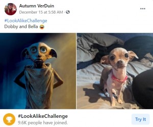 妖精“ドビー”と顔の輪郭、目、耳などがよく似た犬（画像は『Autumn VerDuin　2020年12月15日付Facebook「＃LookAlikeChallenge」』のスクリーンショット）