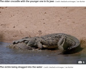 若いワニを口にくわえたまま水の中に入っていく（画像は『The Sun　2020年12月21日付「CROC EAT CROC WORLD Incredible moment 13ft half-ton CANNIBAL crocodile EATS a youngster in South Africa」（Credit: Mediadrumimages / Jan Butter）』のスクリーンショット）