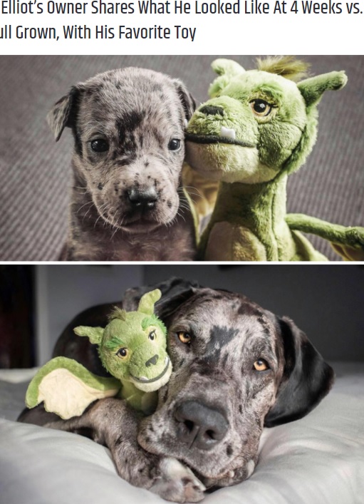 生後4か月の頃（上）と成長してからの犬とドラゴン（画像は『Hiptoro　2020年12月6日付「These Pets Would Not Part With Their Favorite Toys, And They’re Too Adorable』のスクリーンショット）