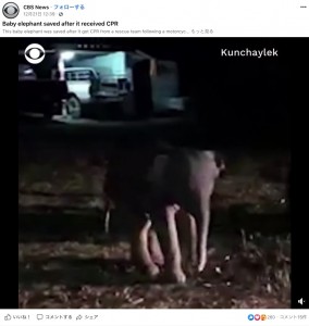 森にかえることができたゾウの赤ちゃん（画像は『CBS News 2020年12月21日付Facebook 「Baby elephant saved after it received CPR」』のスクリーンショット）