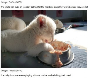 食事中に眠ってしまったホワイトライオン（画像は『Times Now　2020年12月23日付「Rare white lion quadruplets to meet public for first time at Chinese zoo ［PHOTOS ＆ VIDEO］」（Image: Twitter/CGTN）』のスクリーンショット）