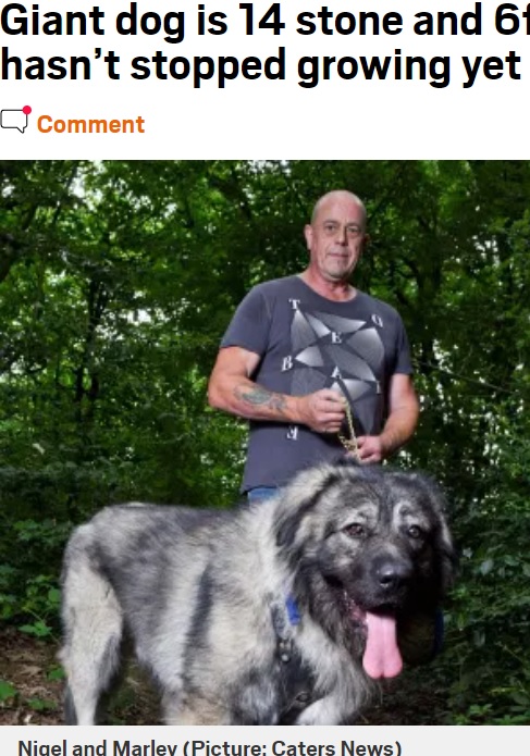 大きな身体のロシアン・ベア・ドッグと飼い主の男性（画像は『Metro　2020年12月27日付「Giant dog is 14 stone and 6ft 5 inches tall - but he hasn’t stopped growing yet」（Picture: Caters News）』のスクリーンショット）