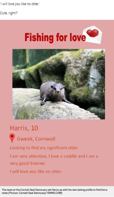 カワウソ専用のデートアプリに投稿したハリスの写真とプロフィール（画像は『Metro　2020年9月29日付「Lonely otter Harris finds love through online dating site built just for him」』のスクリーンショット）