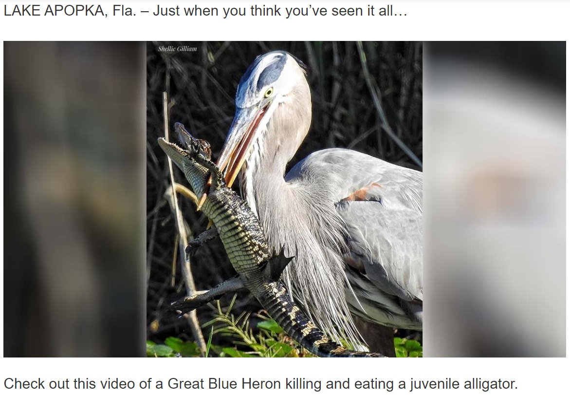 自らの口ばしより大きい子ワニを捕らえたオオアオサギ（画像は『NBC2 News　2020年12月11日付「Oh… my… gator… Florida blue heron eats baby alligator」』のスクリーンショット）