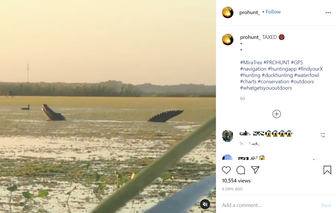カモを丸飲みにする体長約4メートルの巨大なアリゲーター（画像は『PRO HUNT　2020年11月25日付Instagram「TAXED」』のスクリーンショット）