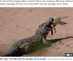 鋭い歯を食い込ませる巨大ワニ（画像は『The Sun　2020年12月21日付「CROC EAT CROC WORLD Incredible moment 13ft half-ton CANNIBAL crocodile EATS a youngster in South Africa」（Credit: Mediadrumimages / Jan Butter）』のスクリーンショット）
