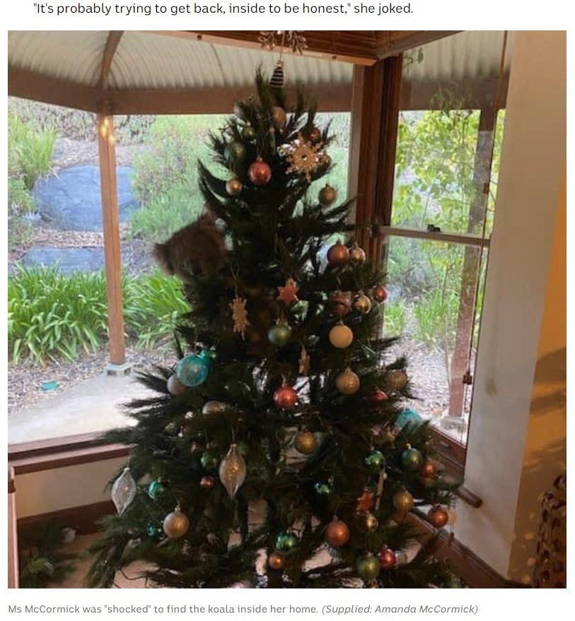 ぬいぐるみかと思いきや…（画像は『ABC News　2020年12月3日付「Adelaide family returns home to find koala perched on Christmas tree in lounge room」（Supplied: Amanda McCormick）』のスクリーンショット）