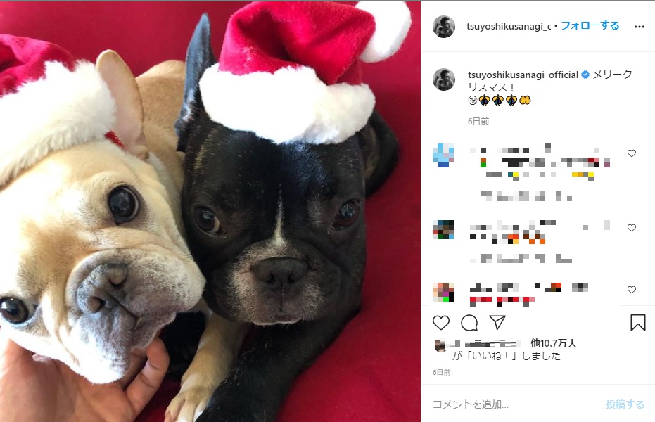 草なぎ剛の愛犬クルミ（左）とその子どものレオン（画像は『草なぎ剛　2020年12月25日Instagram「メリークリスマス！」』のスクリーンショット）