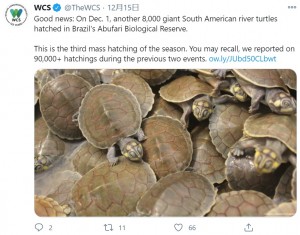 体長5センチの小さなカメが一斉に進む（画像は『WCS　2020年12月15日付Twitter「Good news: On Dec. 1, another 8,000 giant South American river turtles hatched in Brazil’s Abufari Biological Reserve.」』のスクリーンショット）