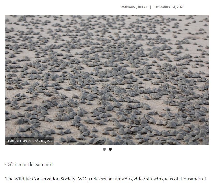 遠目からは何の写真なのか想像もつかないが…（画像は『WCS Newsroom　2020年12月14日付「TURTLE TSUNAMI! WCS releases incredible footage of mass hatching of locally endangered turtle」（CREDIT WCS BRAZIL.JPG）』のスクリーンショット）