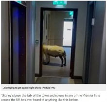 【海外発！Breaking News】ホテル内でエレベーターを待つ羊　スタッフも「夢かと思った」（英）＜動画あり＞