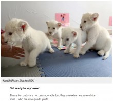 【海外発！Breaking News】ホワイトライオンの四つ子が中国の動物園でお披露目　絶滅危惧種としての認知度向上に期待