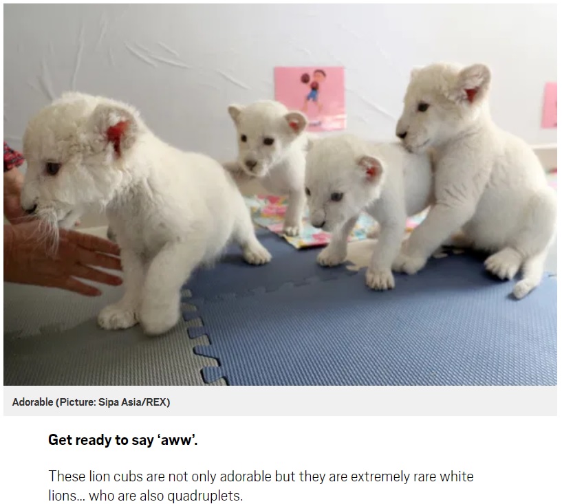 中国の動物園で誕生したホワイトライオンの四つ子（画像は『Metro　2020年12月23日付「Super rare white lion quadruplets prepare to meet the public for the first time」（Picture: Sipa Asia/REX）』のスクリーンショット）
