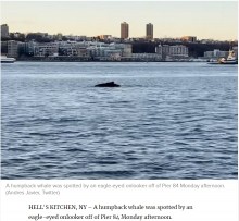 【海外発！Breaking News】米ハドソン川にクジラ現る　水質の改善により目撃例が増加＜動画あり＞