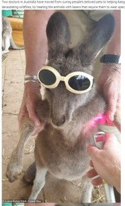 おとなしくレーザーの照射を受ける赤ちゃんカンガルー（画像は『WhatsNew2Day　2020年12月10日付「Doctors give laser treatment to kangaroos badly burned by Australian bushfires」（（C）Animal Rehab Klinik / Caters New）』のスクリーンショット）