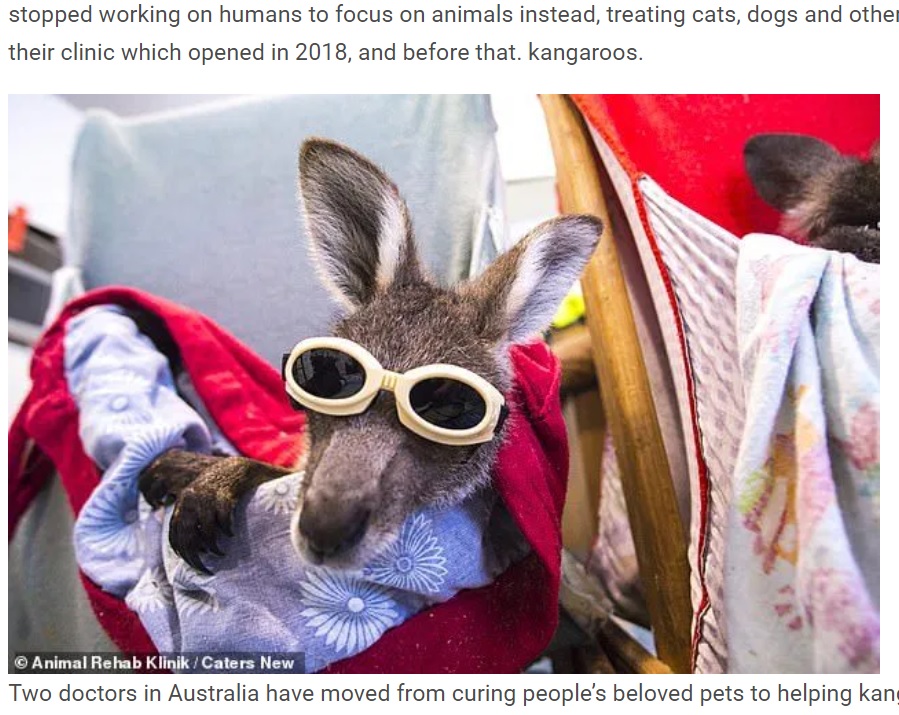 ゴーグルを装着した赤ちゃんカンガルー（画像は『WhatsNew2Day　2020年12月10日付「Doctors give laser treatment to kangaroos badly burned by Australian bushfires」（（C）Animal Rehab Klinik / Caters New）』のスクリーンショット）