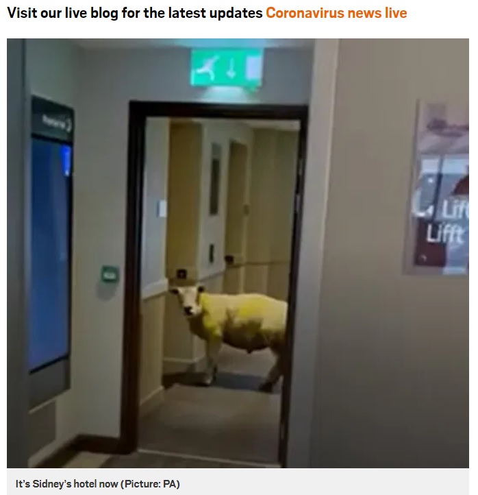 ホテルのスタッフに見つかってもエレベーターの前から離れない羊（画像は『Metro　2020年12月3日付「Sheep caught roaming empty hotel after working out electric doors」（Picture: PA）』のスクリーンショット）