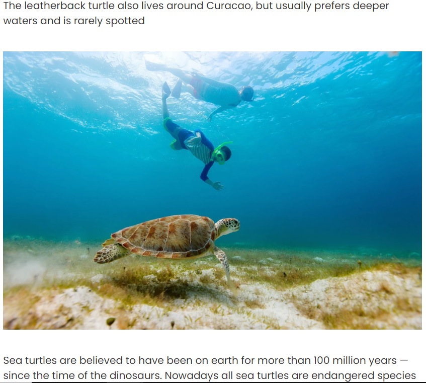 泳ぎながら海の世界を堪能できるシュノーケリングだが…（画像は『Curacao Vacation Rentals「Swimming with Sea Turtles in Curacao」』のスクリーンショット）