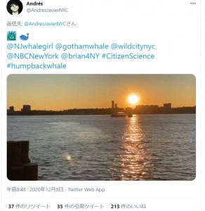夕暮れ時のハドソン川に現れたザトウクジラ（画像は『Andrés　2020年12月8日付Twitter「＠NJwhalegirl ＠gothamwhale ＠wildcitynyc ＠NBCNewYork ＠brian4NY」』のスクリーンショット）