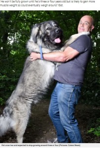 真っすぐ立つとナイジェルさんの身長を超えるマーリー（画像は『Metro　2020年12月27日付「Giant dog is 14 stone and 6ft 5 inches tall - but he hasn’t stopped growing yet」（Picture: Caters News）』のスクリーンショット）
