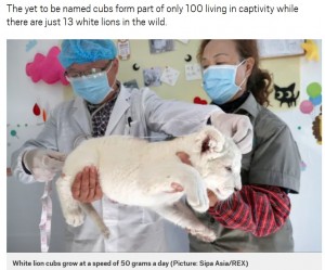 毎日50グラムずつ体重も増えて順調に成長（画像は『Metro　2020年12月23日付「Super rare white lion quadruplets prepare to meet the public for the first time」（Picture: Sipa Asia/REX）』のスクリーンショット）