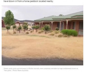 庭や道路を埋め尽くした大量のタンブルウィード（画像は『AccuWeather　2020年12月9日付「Extreme weather leaves Australian suburb covered in ‘hairy panic’」（Photo/7News Australia）』のスクリーンショット）