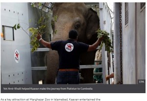 輸送のために小さな囲いに入り、訓練を行っていたカーバン（画像は『BBC News　2020年12月1日付「‘World’s loneliest elephant’ arrives for new life in Cambodia」（EPA）』のスクリーンショット）