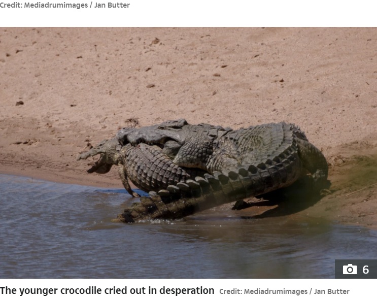 若いオスに噛みつく大きなワニ（画像は『The Sun　2020年12月21日付「CROC EAT CROC WORLD Incredible moment 13ft half-ton CANNIBAL crocodile EATS a youngster in South Africa」（Credit: Mediadrumimages / Jan Butter）』のスクリーンショット）