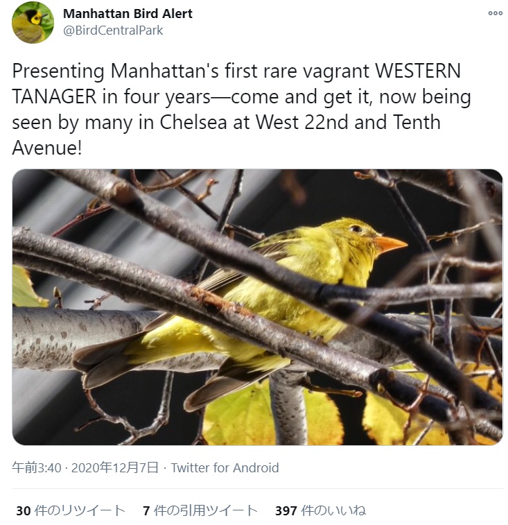 黄色い羽根を持つニシフウキンチョウ（画像は『Manhattan Bird Alert　2020年12月7日付Twitter「Presenting Manhattan’s first rare vagrant WESTERN TANAGER in four years」』のスクリーンショット）