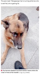涙が浮かんでいるような表情を見せた“ワンワン”（画像は『Daily Star　2021年1月9日付「Retired German shepherd police dog ‘cries’ after being reunited with handler」（Image: Douyin/BWBD）』のスクリーンショット）