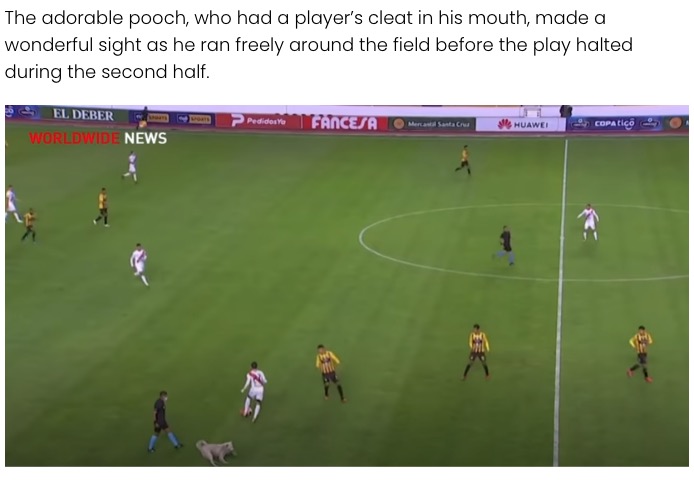 一時中断した試合はそのまま中継された（画像は『Elite Readers　2021年1月5日付「Bolivian Soccer Player Adopts Stray Dog Who Interrupts Match」』のスクリーンショット）