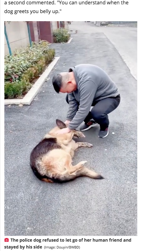 ハンドラーと久々に会い、甘える元警察犬（画像は『Daily Star　2021年1月9日付「Retired German shepherd police dog ‘cries’ after being reunited with handler」（Image: Douyin/BWBD）』のスクリーンショット）