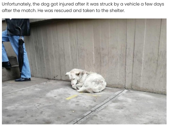 車に轢かれて怪我をしたカチート（画像は『Elite Readers　2021年1月5日付「Bolivian Soccer Player Adopts Stray Dog Who Interrupts Match」』のスクリーンショット）