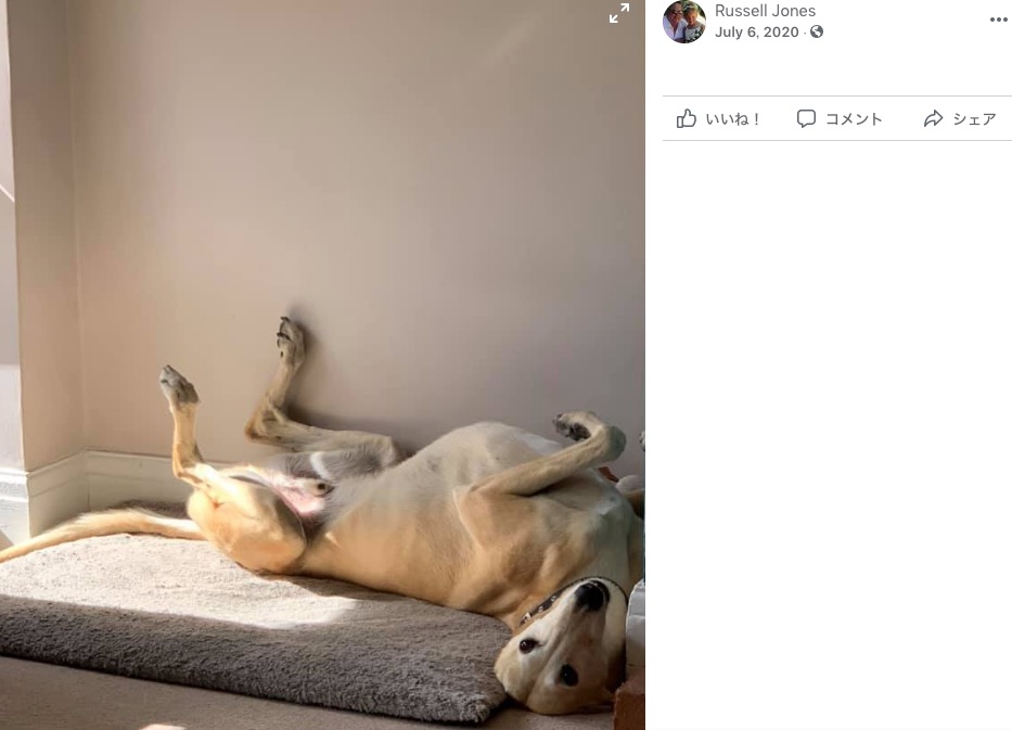 ラッセルさんの愛犬“ビル”（画像は『Russell Jones　2020年7月6日付Facebook』のスクリーンショット）