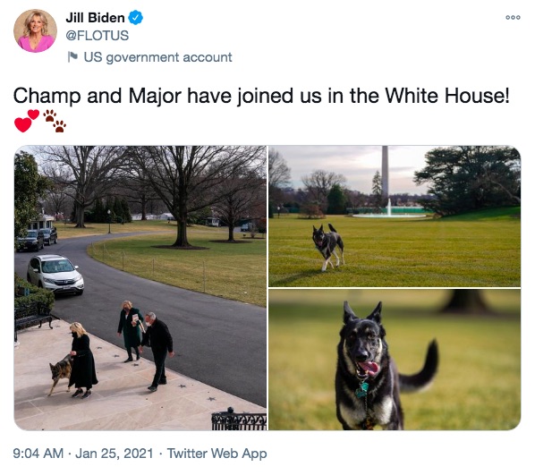 ジル夫人、愛犬達のホワイトハウス到着をツイート（画像は『Jill Biden　2021年1月25日付Twitter「Champ and Major have joined us in the White House!」』のスクリーンショット）
