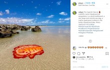 【海外発！Breaking News】浅瀬に現れた大きなウミウシに驚き　鮮やかな色が「アート作品のよう」（豪）＜動画あり＞