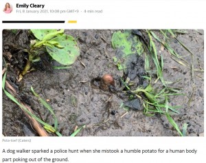 その正体はジャガイモだった（画像は『Yahoo News UK　2021年1月8日付「Dog walker sparks police hunt after mistaking potato for ‘human toe’」（Caters）』のスクリーンショット）
