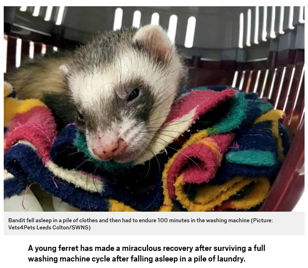 奇跡的に一命を取り留めたペットのフェレット（画像は『Metro　2021年1月28日付「Lucky pet ferret survives full washing machine cycle after falling asleep in pile of clothes」（Picture: Vets4Pets Leeds Colton/SWNS）』のスクリーンショット）