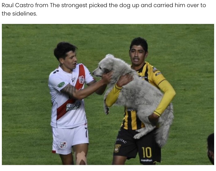 選手に捕まり場外へと運ばれた犬（画像は『Elite Readers　2021年1月5日付「Bolivian Soccer Player Adopts Stray Dog Who Interrupts Match」』のスクリーンショット）