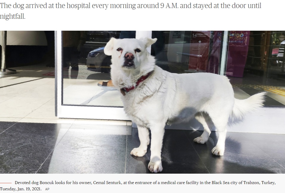 飼い主を病院の外で待つ犬（画像は『TODAY　2021年1月22日付「‘She comes every day:’ Dog follows ambulance to hospital, waits for owner」（AP）』のスクリーンショット）