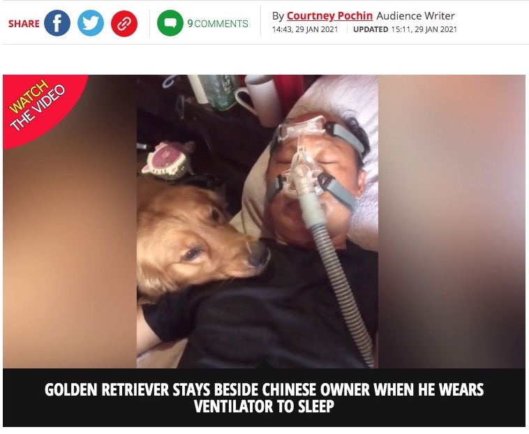 人工呼吸器をつけた男性に寄り添う犬（画像は『Mirror　2021年1月29日付「Protective golden retriever refuses to leave sick owner’s side as he wears ventilator」（Image: Newsflare）』のスクリーンショット）