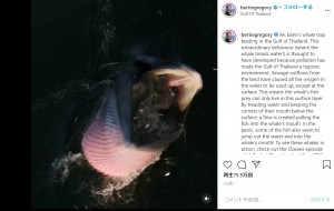 クジラが口を閉じると、上アゴが確認できる（画像は『Bertie Gregory　2021年1月13日付Instagram「An Eden’s whale trap feeding in the Gulf of Thailand.」』のスクリーンショット）