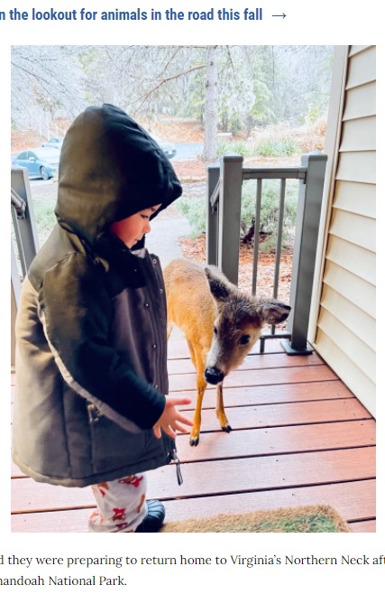 ドミニク君と小鹿、コミュニケーションを取っているような場面も（画像は『Richmond News ＆ Weather　2021年1月28日付「Adeerable: Four-year-old Virginia boy finds new friend, mom stunned」』のスクリーンショット）